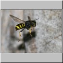 Ectemnius sp - Grabwespe w06a 13mm.jpg